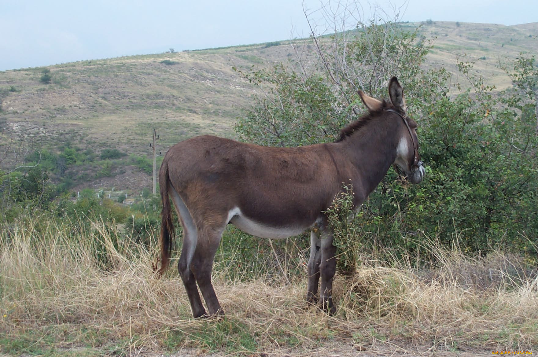 ischak, , 